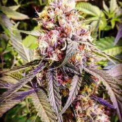 Omuerta Genetix Looper F2