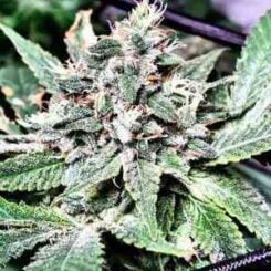 Omuerta Genetix Lost City Kush F1