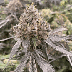 Mosca Seeds Gummy Bears Auto