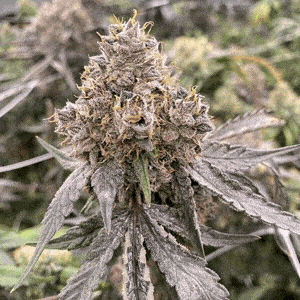 Mosca Seeds Gummy Bears Auto