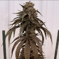 In House Genetics Papayafiya