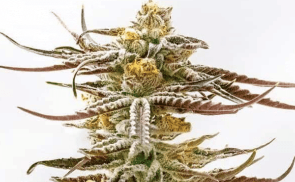 Purple Punch Auto