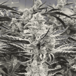 Platinum Kush Breath Remix