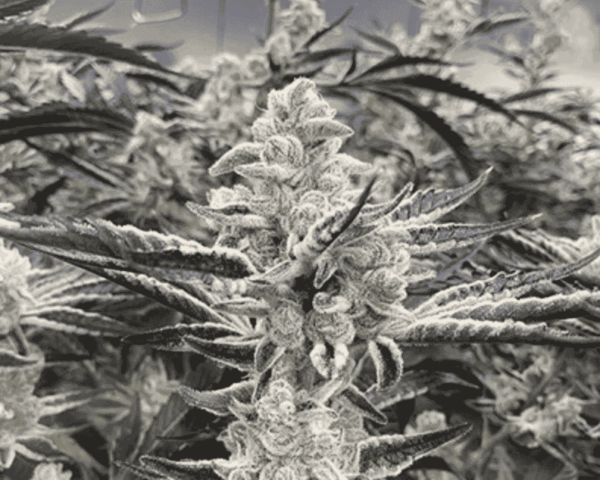 Platinum Kush Breath Remix