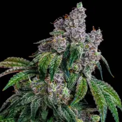 Shawty R1 Cannabis Seeds by Ethos Genetics