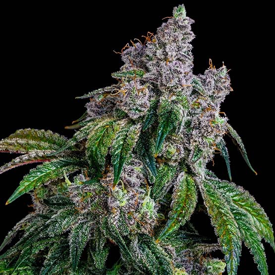 Shawty R1 Cannabis Seeds by Ethos Genetics
