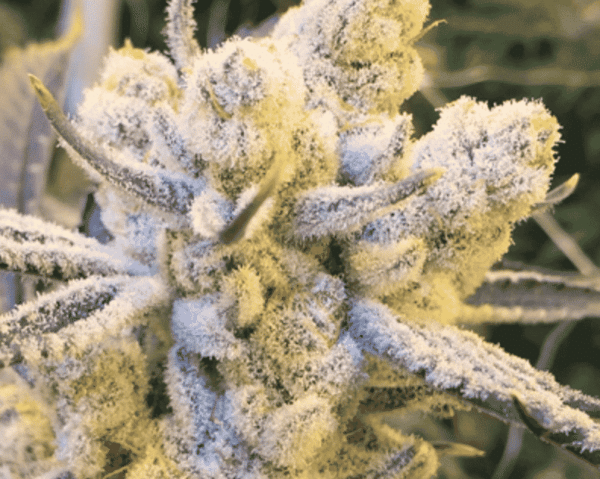 In House Genetics Sugar Cane