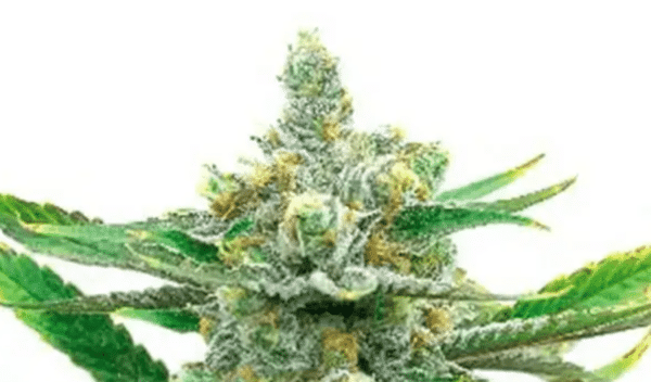 Sweet Tooth Auto