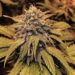 Omuerta Genetix Uptown Girl F1