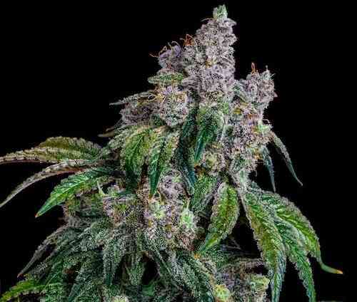 Close-up of a Shawty R1 (F) cannabis plant with dense buds covered in trichomes, and green leaves with a hint of purple, set against a black background.