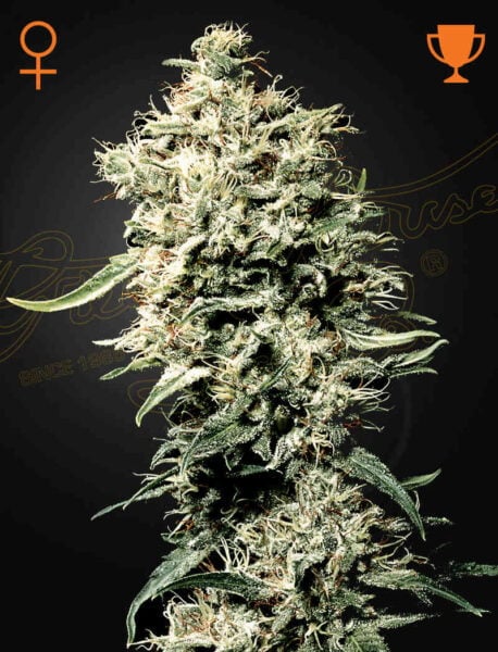 Greenhouse Seed Company White Rhino