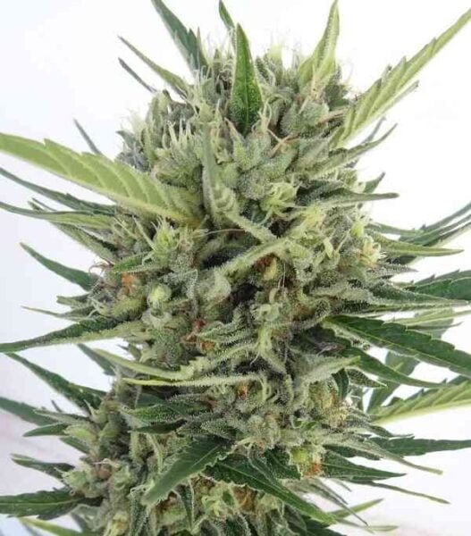 Close-up of a dense Malawi x Northern Lights Auto cannabis plant with numerous green leaves and pistils, covered in trichomes, against a pale background.