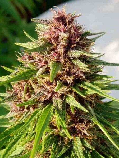 Ace Seeds Erdpurt