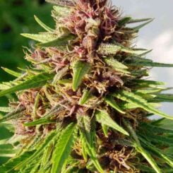 Ace Seeds ErdPurt Regular