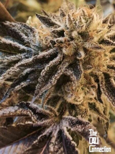 Close-up of a Corleone Kush (F) cannabis plant with trichomes, purple hues, and dense bud structure, accompanied by the logo "The Cali Connection" in the bottom right corner.