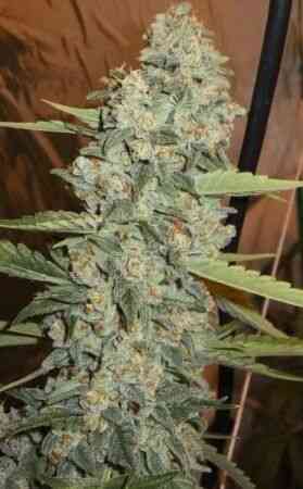 Close-up of a Jedi Kush (F) cannabis plant with dense clusters of flowers and leaves, showing trichomes clearly. The background is out of focus.