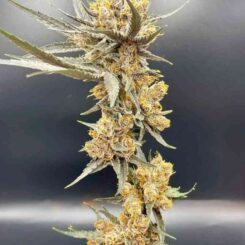 In House Genetics Cherry Whip