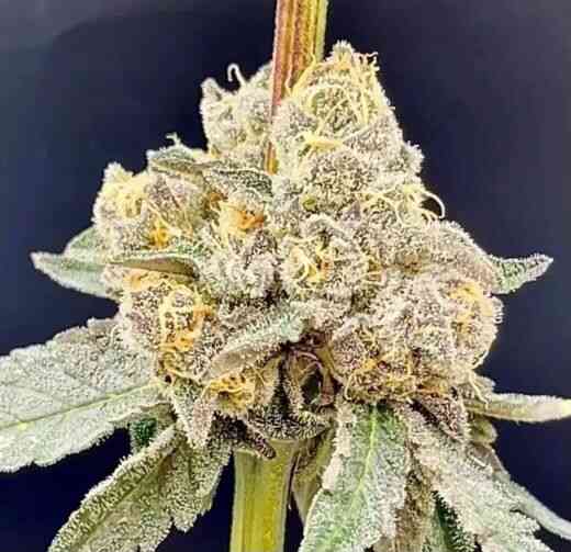 In House Genetics Dracula