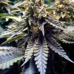 Close-up of a mature DISCONTINUED Chocolate Mint OG 2.0 (F) cannabis plant with dense, frosty buds and prominent leaves.