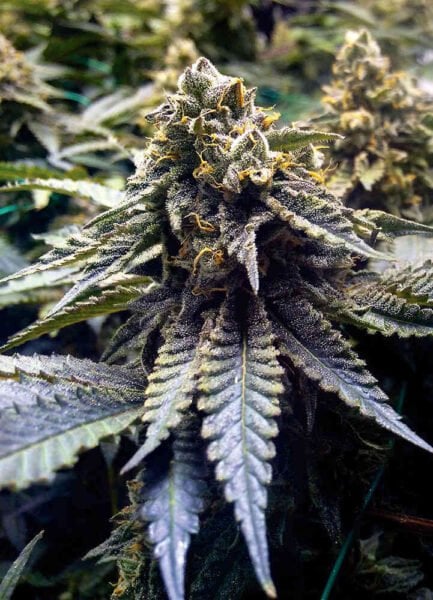Close-up of a mature DISCONTINUED Chocolate Mint OG 2.0 (F) cannabis plant with dense, frosty buds and prominent leaves.