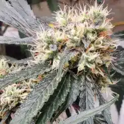 Close-up shot of a Jilly Bean Cherry (F) cannabis plant with dense, frosty buds and elongated leaves, showcasing trichomes and pistils.