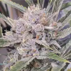 The sentence you provided already contains the product name "Jilly Bean Grape (F)." Here it is again, unchanged:

Close-up of a Jilly Bean Grape (F) cannabis plant with dense, frosty trichomes covering the buds and leaves. The plant is adorned with orange pistils and a mix of green and purple hues.

If you need a different kind of modification or have another request, please let me know!