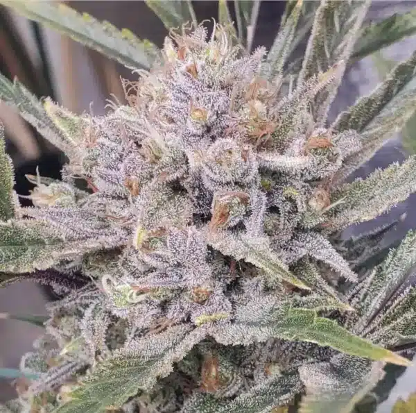The sentence you provided already contains the product name "Jilly Bean Grape (F)." Here it is again, unchanged:

Close-up of a Jilly Bean Grape (F) cannabis plant with dense, frosty trichomes covering the buds and leaves. The plant is adorned with orange pistils and a mix of green and purple hues.

If you need a different kind of modification or have another request, please let me know!