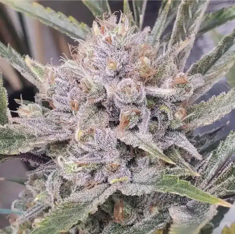 The sentence you provided already contains the product name "Jilly Bean Grape (F)." Here it is again, unchanged:

Close-up of a Jilly Bean Grape (F) cannabis plant with dense, frosty trichomes covering the buds and leaves. The plant is adorned with orange pistils and a mix of green and purple hues.

If you need a different kind of modification or have another request, please let me know!
