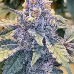 Close-up of a Jilly Bean S1 (F) purple cannabis bud with dense trichomes and green leaves.