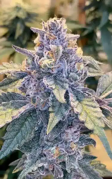Close-up of a Jilly Bean S1 (F) purple cannabis bud with dense trichomes and green leaves.