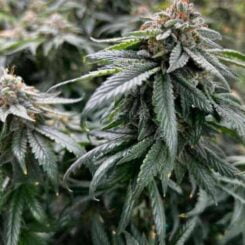 Close-up of mature cannabis plants with dense foliage and budding flowers. The leaves are covered in fine trichomes, looking like they've been sprinkled with Planet Poop (F)'s finest dust.