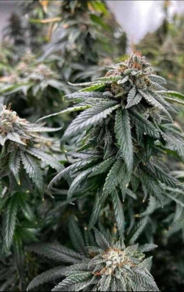Close-up of mature cannabis plants with dense foliage and budding flowers. The leaves are covered in fine trichomes, looking like they've been sprinkled with Planet Poop (F)'s finest dust.