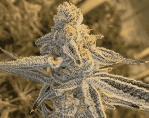 In House Genetics Platinum Jelly