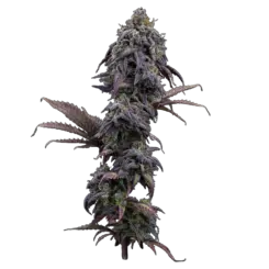 princess haze cannabis seeds by brothers grimm seeds
