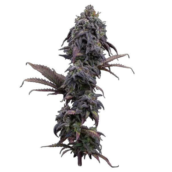 princess haze cannabis seeds by brothers grimm seeds