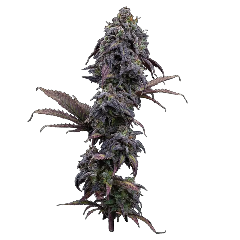 princess haze cannabis seeds by brothers grimm seeds