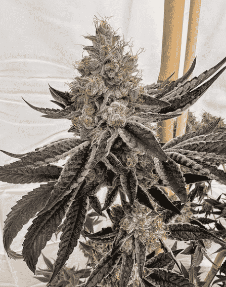 Close-up of a mature cannabis plant with dense buds and crystal-like trichomes, supported by a wooden stake. The background is a neutral color, resembling the rugged texture of Block Monster (F).
