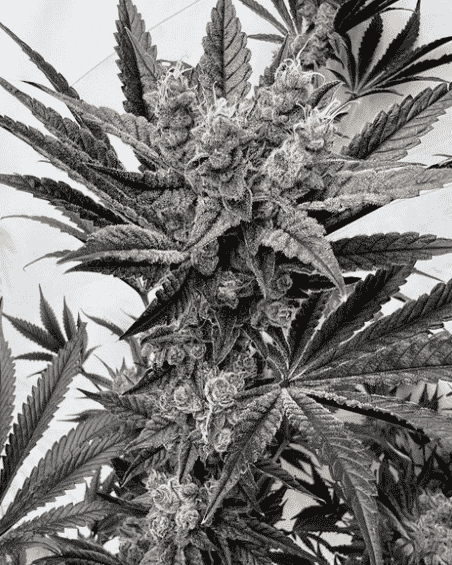 Black and white close-up of a flowering Mind Melter (F) cannabis plant. The plant features dense bud clusters and fan leaves with serrated edges.