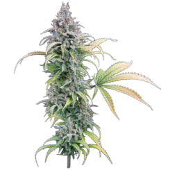 thai herer 99 cannabis seeds by brothers grimm seeds