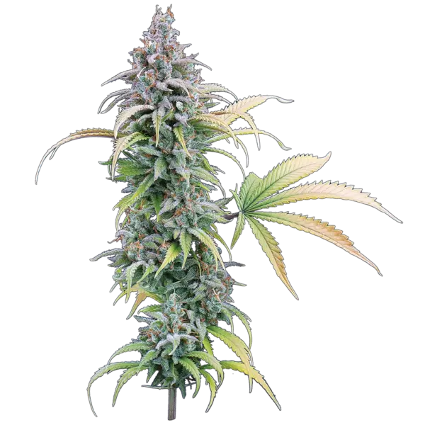 thai herer 99 cannabis seeds by brothers grimm seeds
