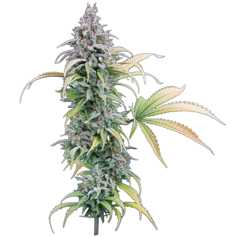 thai herer 99 cannabis seeds by brothers grimm seeds