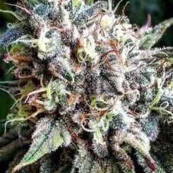 Omuerta Genetix Thousand Oaks F5