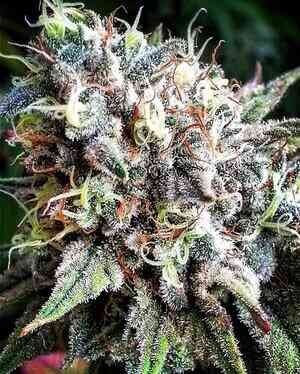 Omuerta Genetix Thousand Oaks F5
