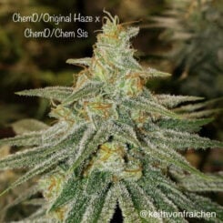Cannarado Genetics ChemD/Original Haze X ChemD/Chem Sis (F)