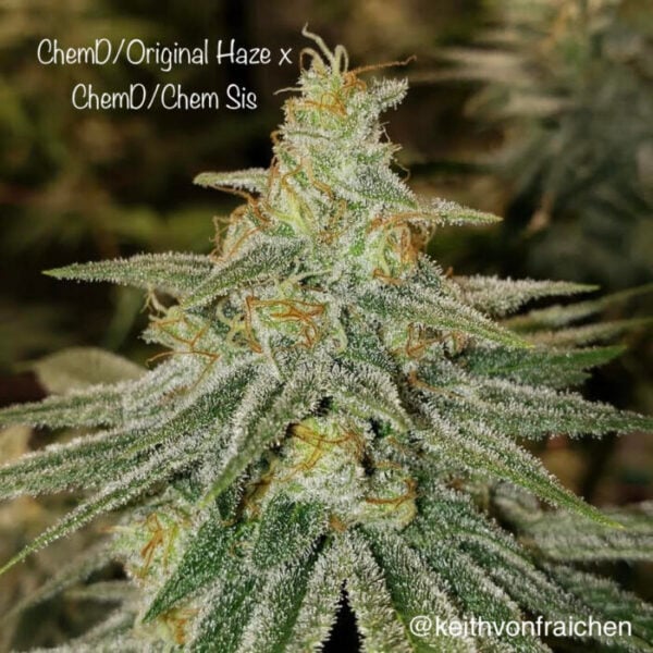 Cannarado Genetics ChemD/Original Haze X ChemD/Chem Sis (F)