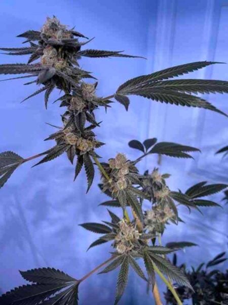 In House Genetics Fiddle Faddle