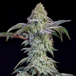 Grandpas-cookies-6-S1-Cannabis-Seeds by Ethos Genetics
