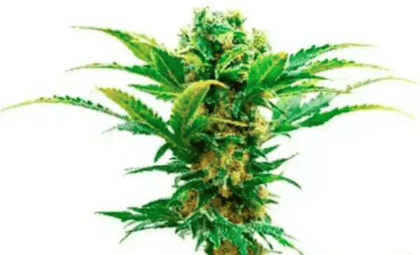 Jack Herer Auto