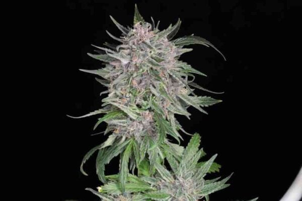 Twenty20 Mendocino MSG Auto