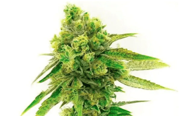 Moby Dick Fem